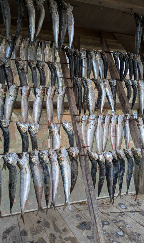 民眾將擱淺的沙丁魚帶回家做成魚乾。（圖翻攝自X平台）