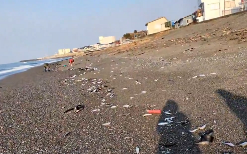 青森7.5強震發生前，鄰近的北海道出現大量沙丁魚擱淺。（圖翻攝自X平台）