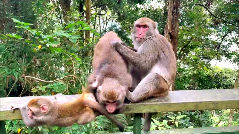 日月潭環湖步道 猴群覓食不怕人