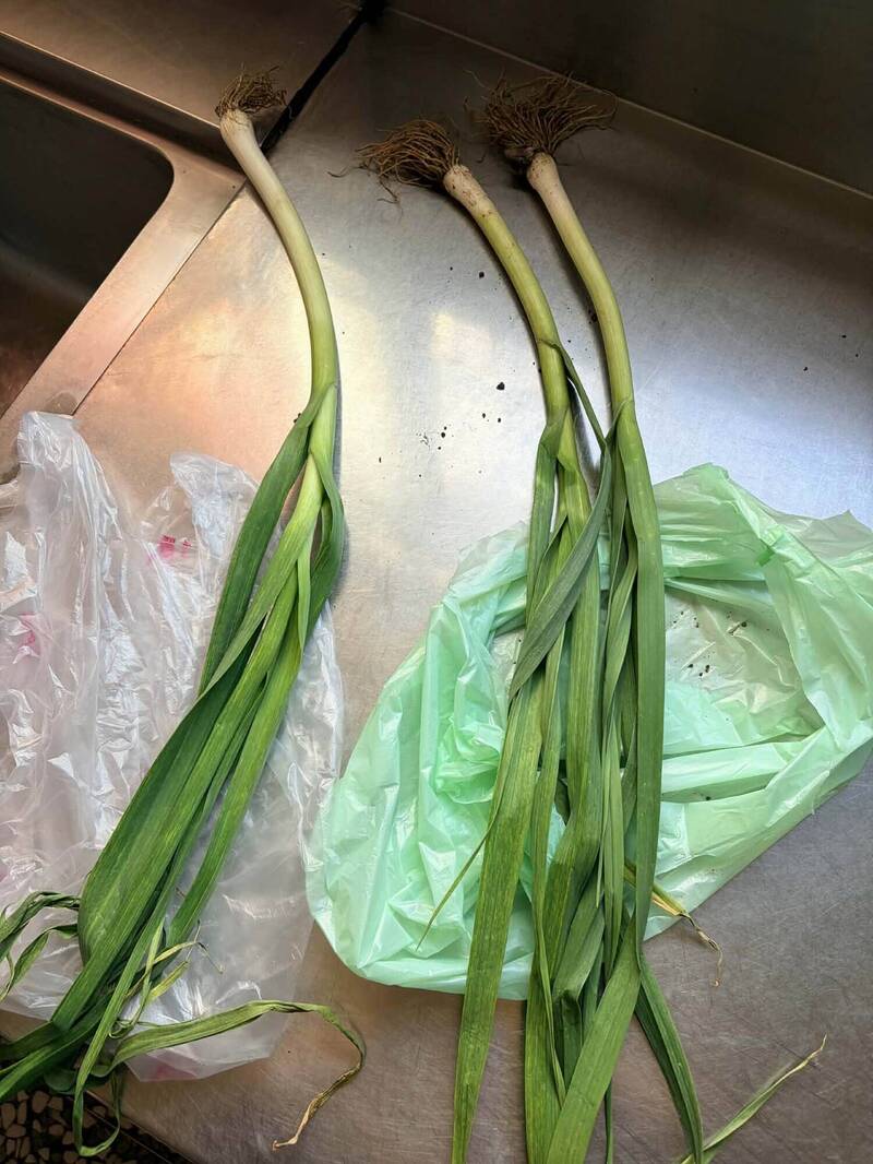 菜價隨便喊?彰化市同個菜市場青蒜價格差3倍