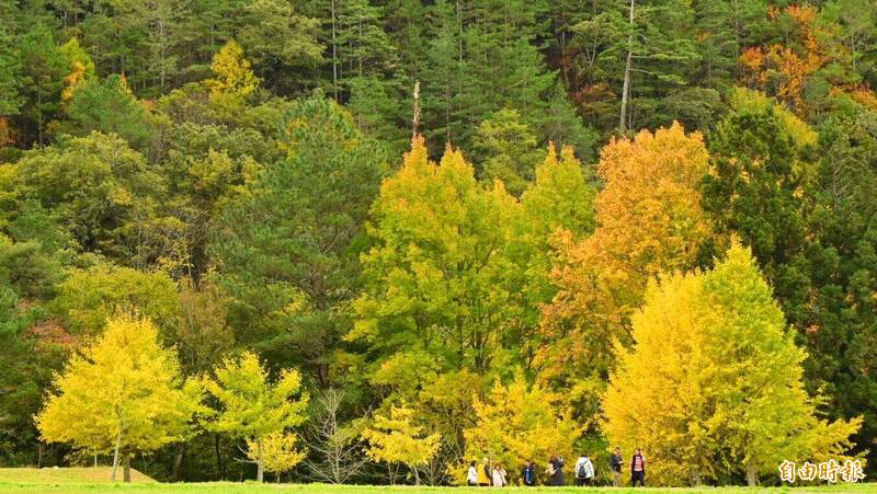 錯過等明年! 武陵農場秋色繽紛 銀杏進入尾聲