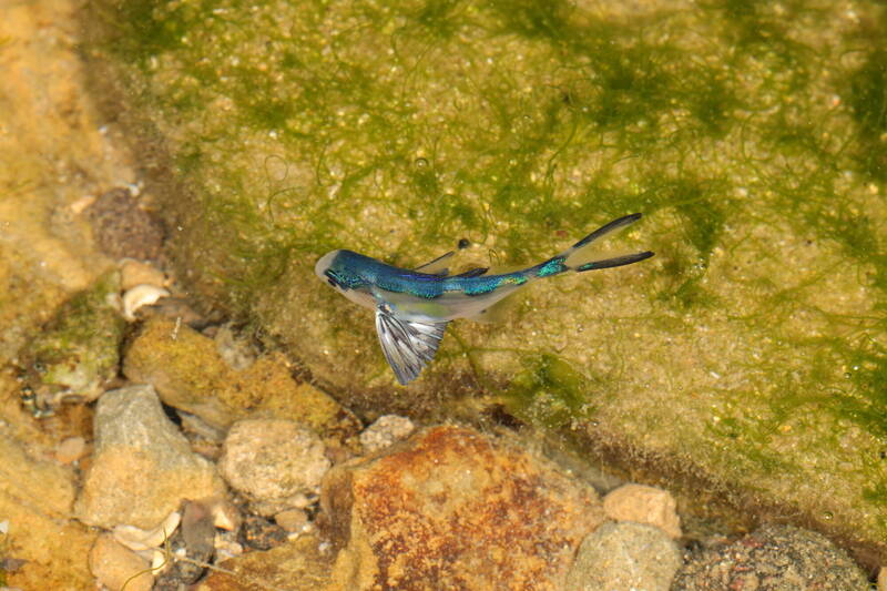 台灣首次記錄！圓鯧伴隨僧帽水母 現身基隆望海巷海岸