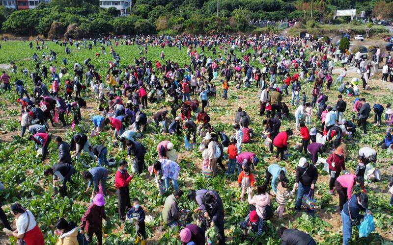 來拔蘿蔔!彰化芬園2千名額秒殺 農會1/3開放現場報名