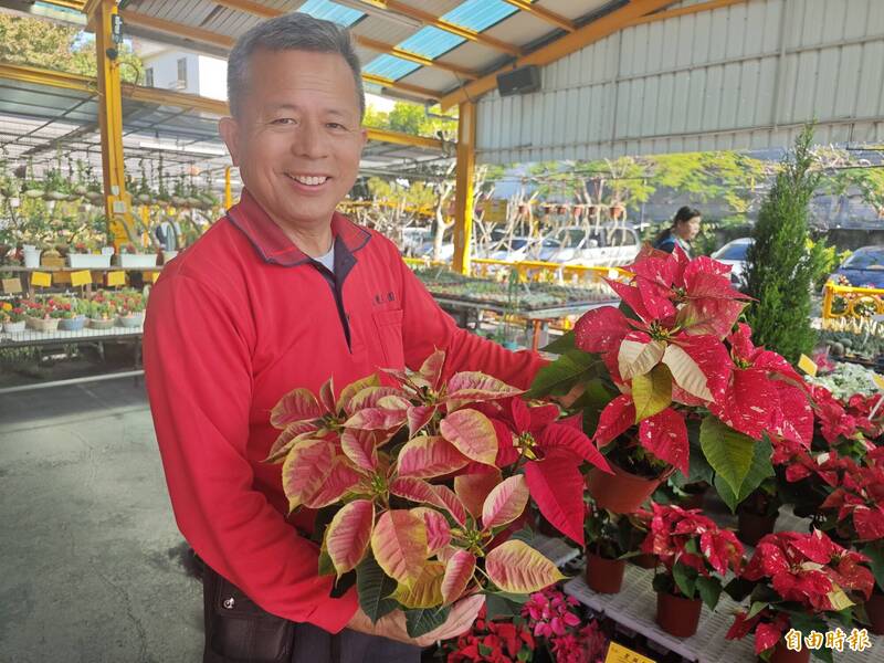新品系能放100天 彰化田尾公路花園聖誕紅盆栽買氣超旺