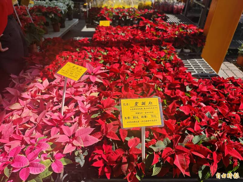 聖誕節腳步將近，「田尾公路花園」各園藝門市紛紛陳列繽紛的聖誕紅，吸引民眾選購。（記者陳冠備攝）