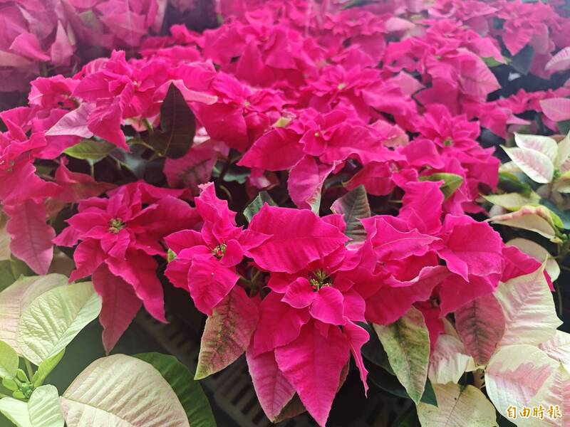 聖誕紅桃粉色系如「歐普拉」苞葉呈絲絨般霧面質感，視覺療癒，近年人氣竄升。（記者陳冠備攝）