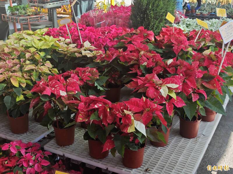帶有金斑、白斑的聖誕紅，宛如雪花覆蓋，格外有節慶氛圍，尤其吸引年輕族群選購。（記者陳冠備攝）
