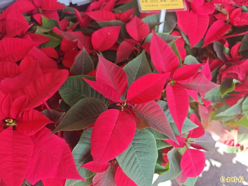 挑選聖誕紅時可觀察苞葉轉色程度，以及苞葉跟花苞間的距離來判斷花期。（記者陳冠備攝）