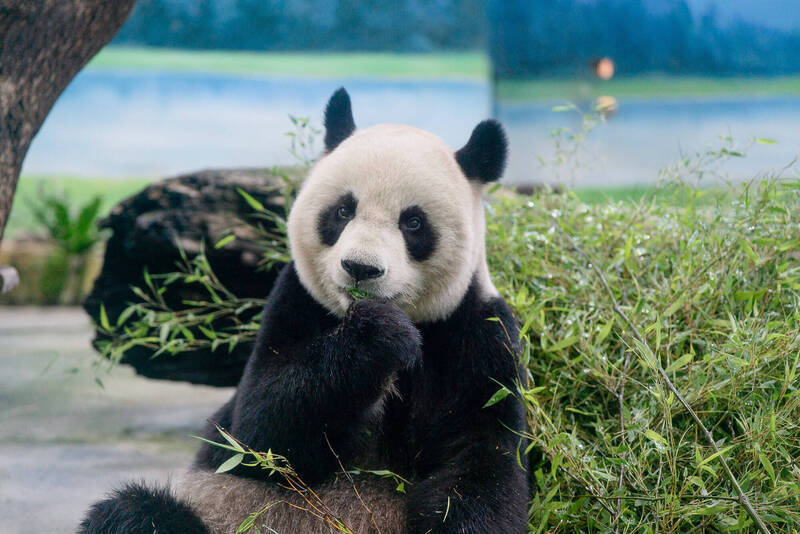 大貓熊是中國租借須返還? 台北動物園澄清非事實