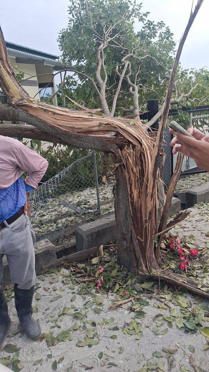 155公厘榴彈掉落民宅，瞬間衝擊力撞斷一棵大樹。（民眾提供）