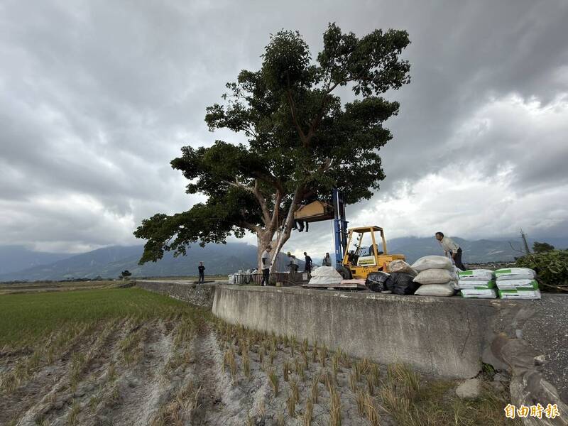傻眼！金城武樹營養過剩成「樹妖姥姥」 專家揭原因