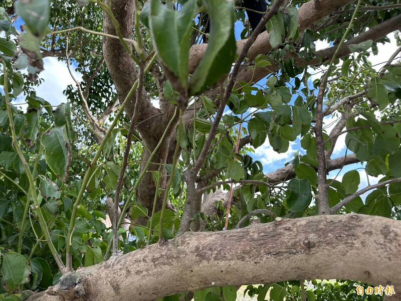 被颱風吹斷的枝幹呈不規則斷裂，將修平塗藥。（記者劉人瑋攝）