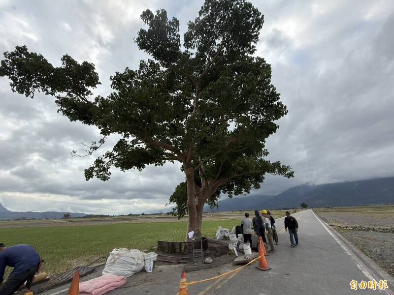 專家修整與救治金城武樹。（記者劉人瑋攝）