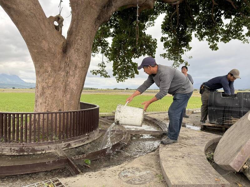 隆起的樹根清理後澆水。（記者劉人瑋攝）