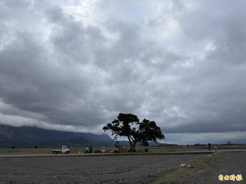 金城武樹修整得更平衡。（記者劉人瑋攝）