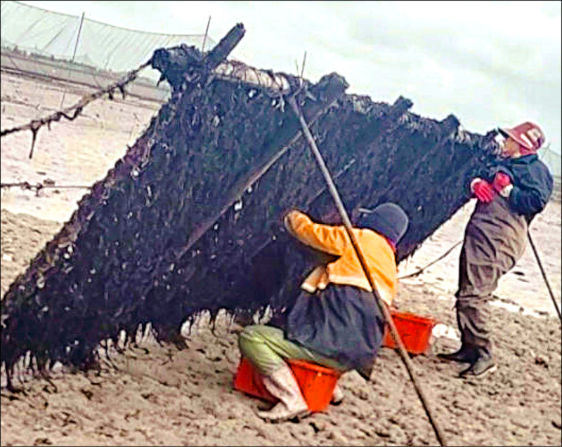 澎湖黑金 講美養殖紫菜豐收