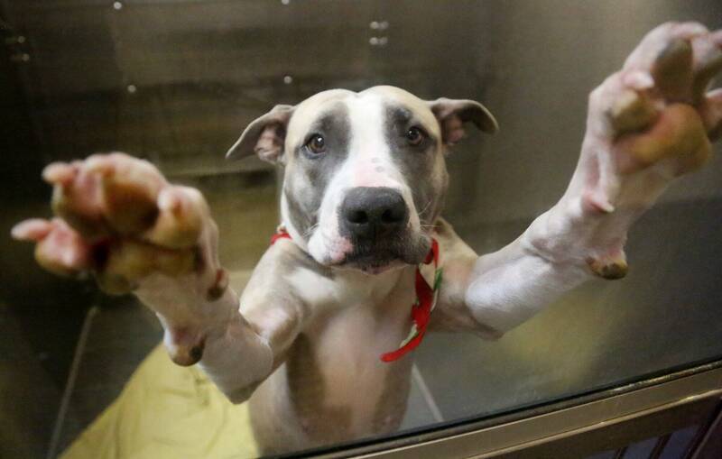 比特犬咬死2歲童!父母悲痛:當初好心收留沒想到害了兒子