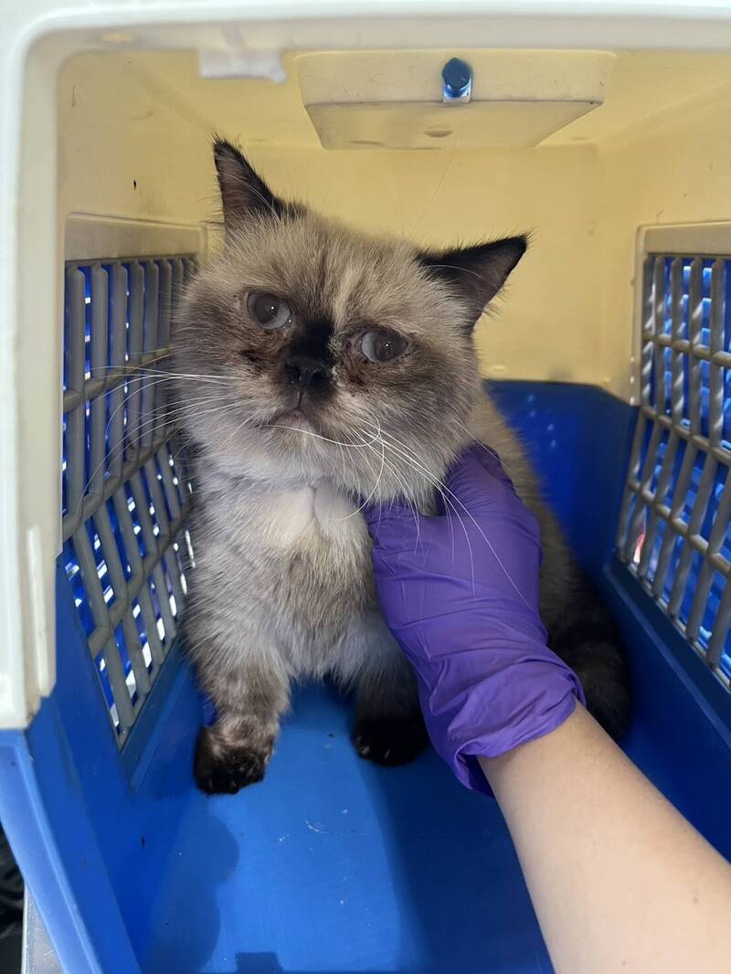 可愛的品種貓一臉無辜，讓人憐惜。（彰化動防所提供）