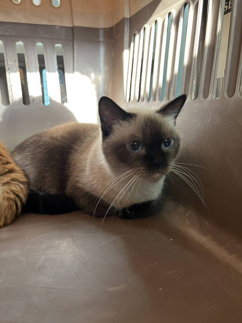 被搶救出來的品種貓，彰化動防所將透過公開抽籤認養，幫牠們找新家。（彰化動防所提供）