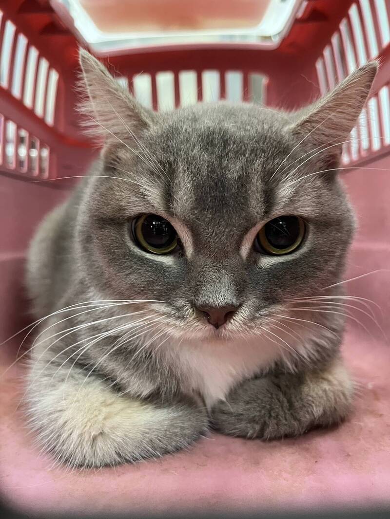 名貓被安置治療照護後，動防所完成絕育，將以公開抽籤方式，找新主人飼養。（彰化動防所提供）