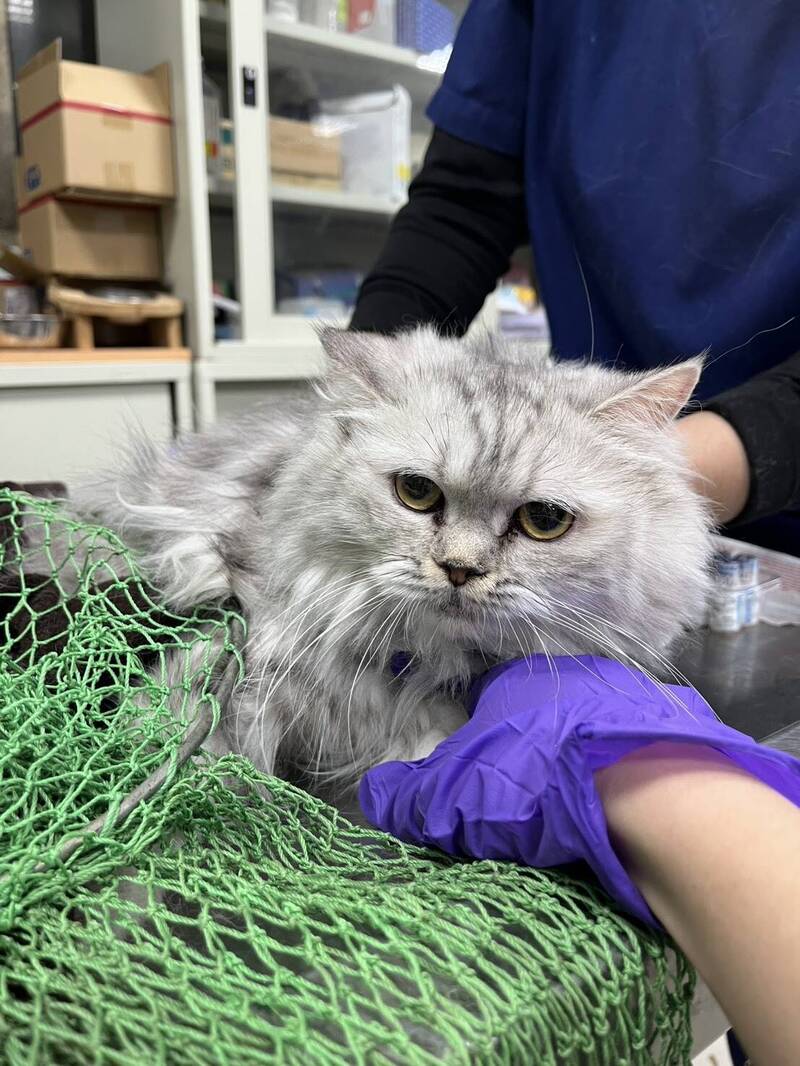 品種貓搶救出來後被安置在彰化縣流浪狗中途之家，經過照護與絕育，動防所辦兩場認養會，希望找到有愛心又愛貓的新主人。（彰化動防所提供）