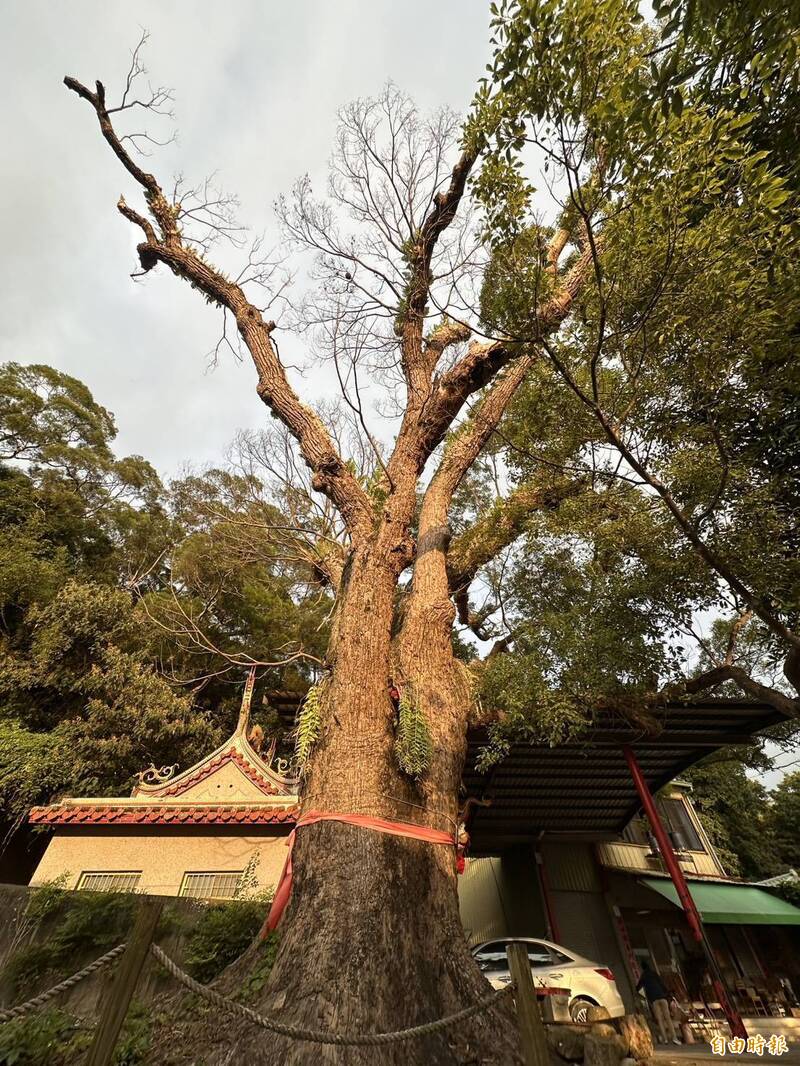 搶救通霄百年樟樹 苗栗縣首度「外科手術」移除組織