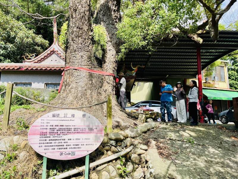 搶救通霄百年樟樹，苗栗縣首度「外科手術」移除組織。（陳品安提供）