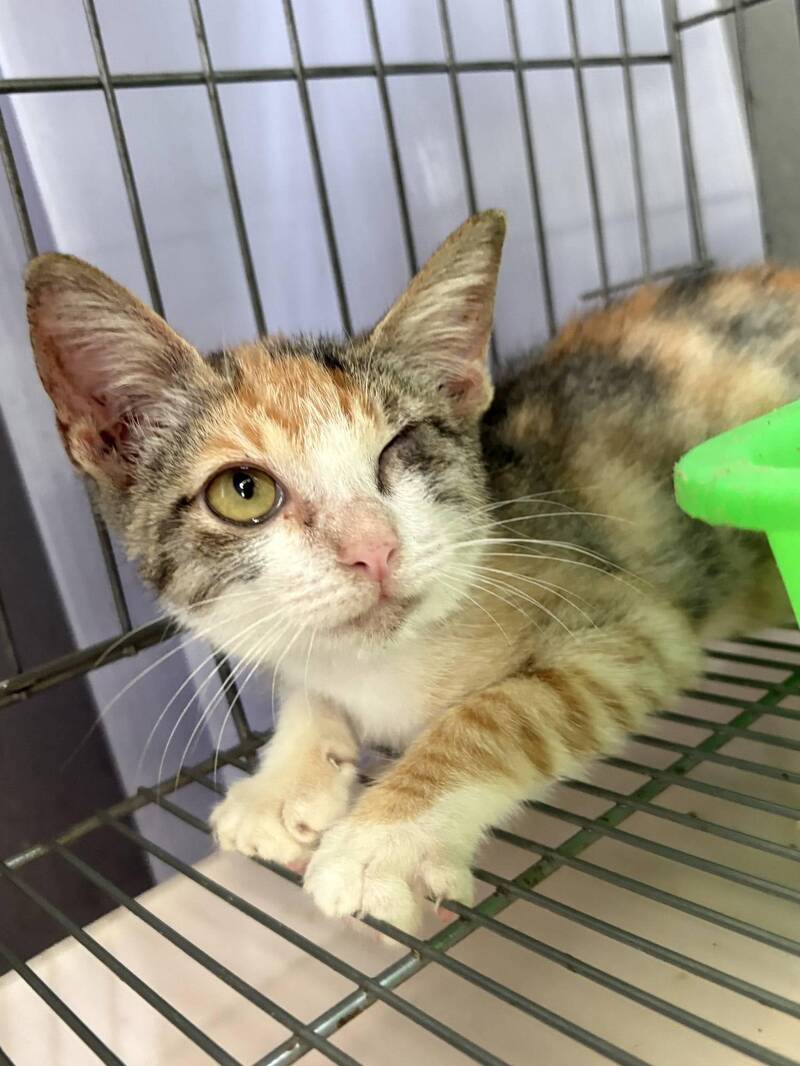 被救出的小貓已逐漸恢復健康，且相當親人，已經接種驅蟲及疫苗施打，目前在五股動物之家等待收養。（新北市動保處提供）