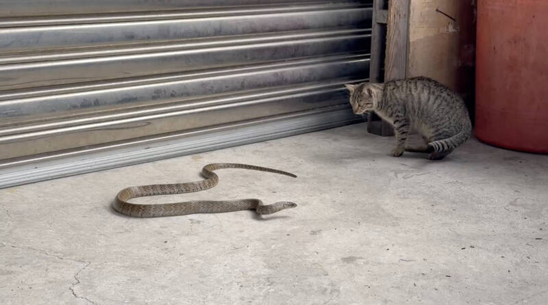 蛇出沒！壯漢尖叫、放貓捕抓 專家搖頭：餿主意