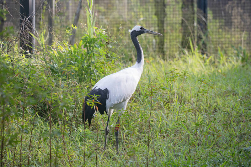 丹頂鶴「Big」、「Kika」回老家 週六來台北動物園聽保母講古