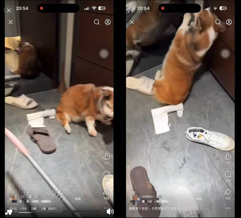 15歲柯基老犬遭虐打!北市動保處緊急送醫檢查傷勢最高將開罰7.5萬