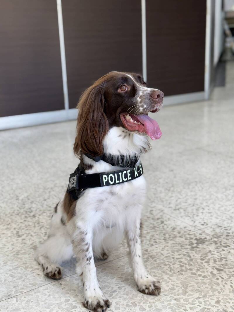 汪汪隊立大功！藥頭藏200多支大麻煙彈 高雄檢警出動緝毒犬「可樂」破案