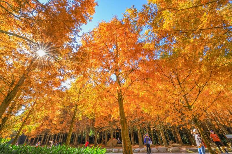 杉林溪「金黃大爆發」! 水杉映湖倒影絕美