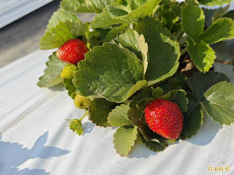 冬至氣溫還有近30度！台南歸仁草莓倒苗、產季延遲