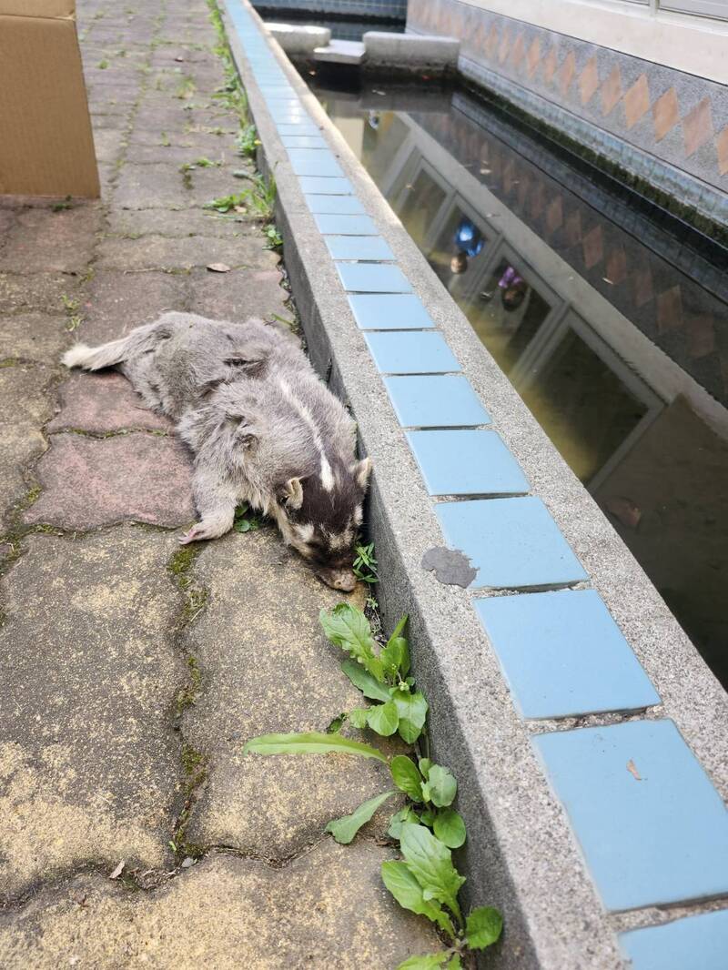 屏東今年第6例！春日鄉死亡鼬獾確診狂犬病 12/15免費打疫苗