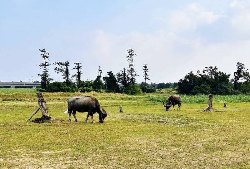 遭拖行埔里黃牛入住台南「老牛的家」滿月了 頤養天生近況曝光