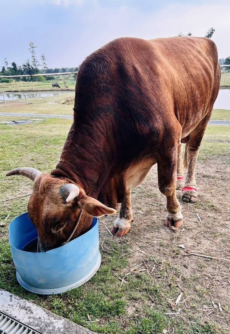 「南哞」來到台南柳營「老牛的家」安置照顧滿月，恢復健康。（台南市農業局提供）