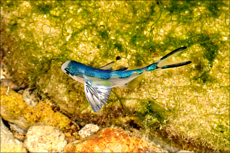 台灣首次記錄 圓鯧現身基隆潮間帶