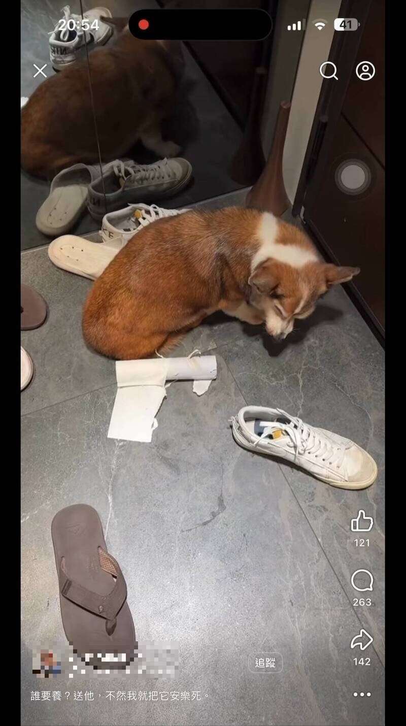 手搖飲加盟主涉施暴老柯基犬引眾怒!「模範飼主」頭銜被撤銷