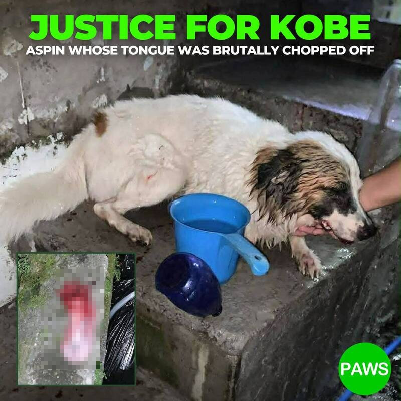 怒！菲律賓米克斯慘遭割舌 社福部長懸賞5萬元緝凶