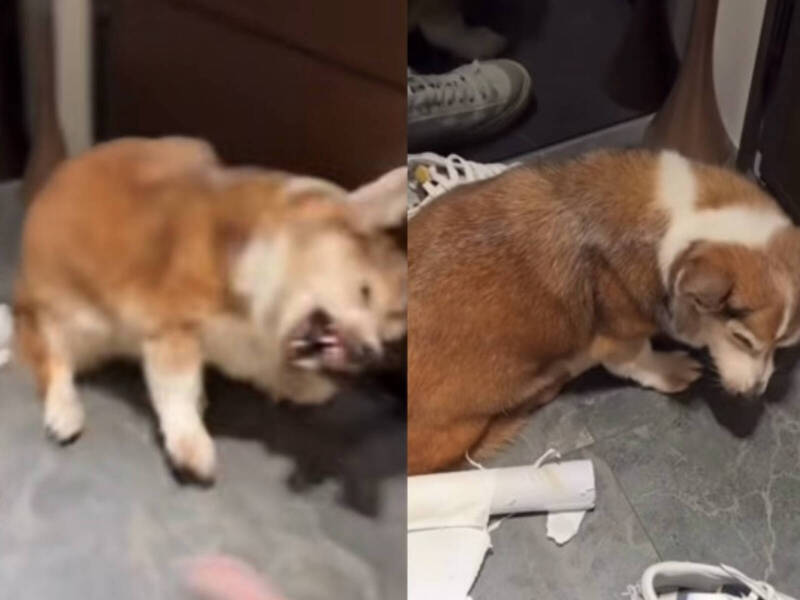 「茶聚」加盟主虐打15歲柯基犬 總部:終止合作、將依約求償