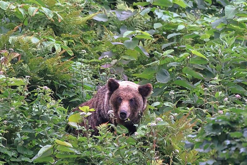 北海道登山客遭熊襲手錶GPS曝光 揭露斷氣、屍體拖行軌跡