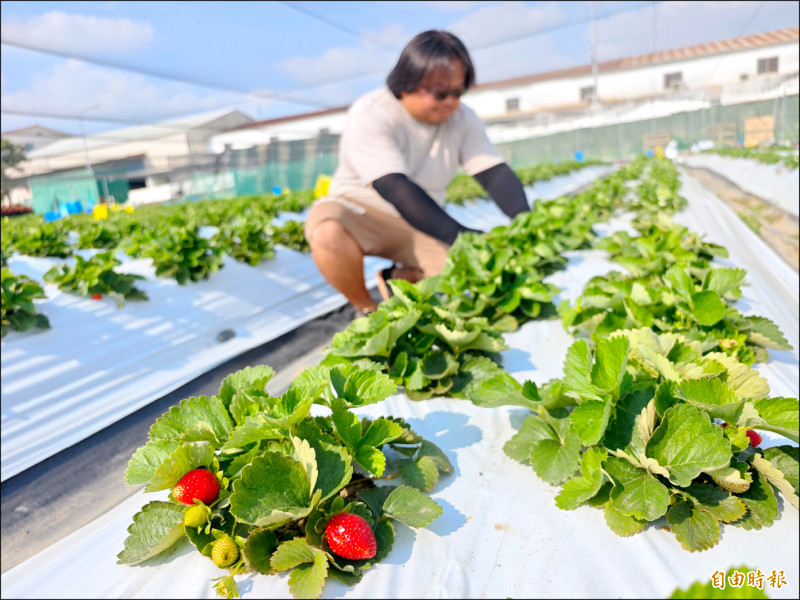 氣溫高影響開花 歸仁草莓收成延遲