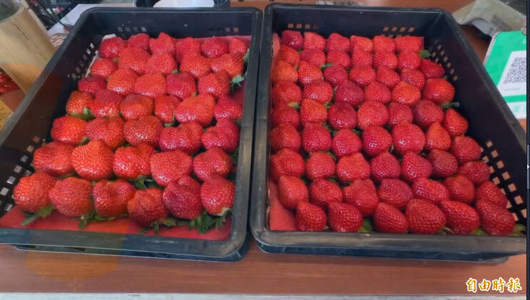 荷包失血!大湖草莓第一期果上市 自採每台斤上看800元創新高