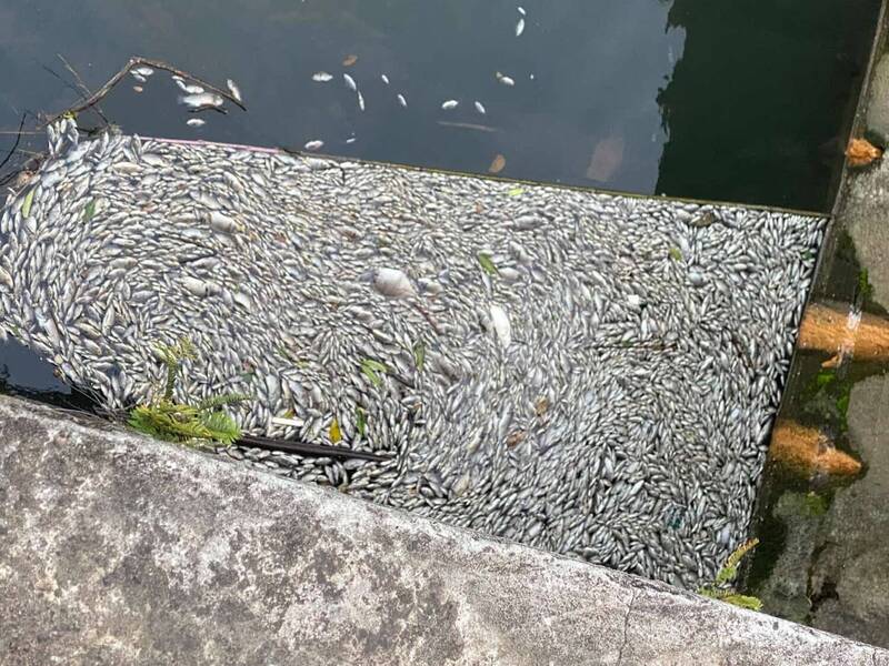 桃園楊梅社子溪出現大量死魚 環保局初判無偷排廢水情事