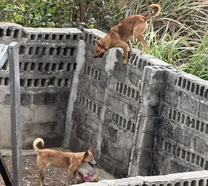澎湖流浪犬肆虐 翻牆入侵養雞場大屠殺