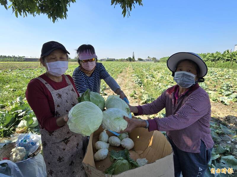 屏東愛心阿嬤開放高麗菜自採 捐學校助弱勢家庭