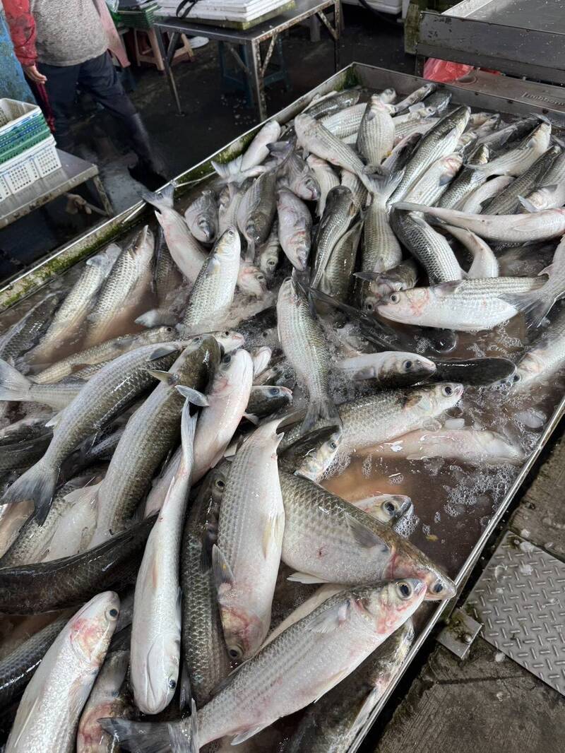 3天抓逾750尾野生烏魚 彰化漁民30萬元「烏金」入袋