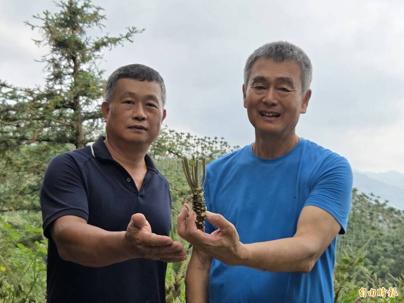 山葵復育3-1》突破海拔限制 助農友發展林下經濟