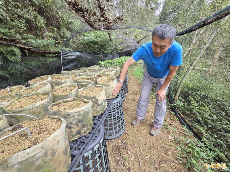 山葵復育3-2》蔡巨才帶學生營造天然山葵園